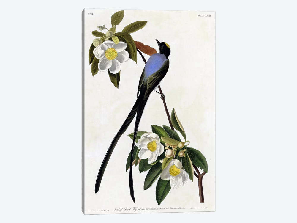 Fork Tailed Flycatcher by Vintage Apple Collection 1-piece Art Print
