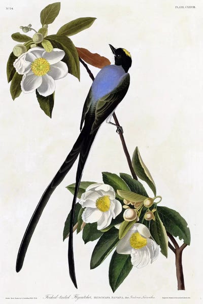 Botanical Illustrations: Fork Tailed Flycatcher by Vintage Apple Collection
