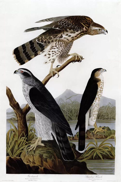 Goshawk Stanley Hawk