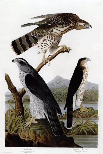 Vintage Animal Illustrations: Goshawk Stanley Hawk by Vintage Apple Collection
