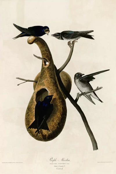 Vintage Animal Illustrations: Purple Martin by Vintage Apple Collection