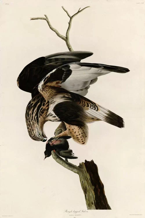 Rough Legged Falcon by Vintage Apple Collection wall art
