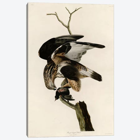 Rough Legged Falcon Canvas Print #VAC363} by Vintage Apple Collection Canvas Art