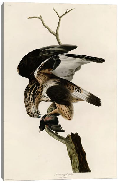 Rough Legged Falcon Canvas Art Print - Vintage Apple Collection