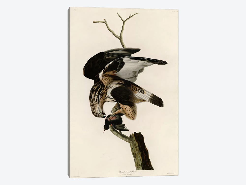 Rough Legged Falcon by Vintage Apple Collection 1-piece Art Print