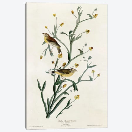 Yellow Red Poll Warbler Canvas Print #VAC394} by Vintage Apple Collection Canvas Wall Art