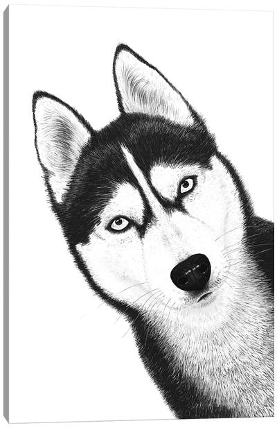 Black Husky Canvas Art Print - Siberian Husky Art