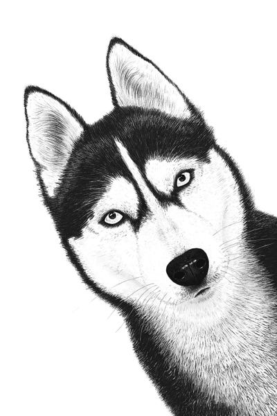 Siberian Huskies: Black Husky by Valeriya Korenkova