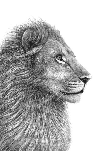 Black & White Drawings & Illustrations: Lion by Valeriya Korenkova