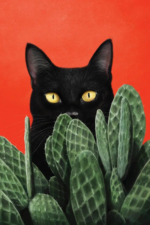 Black Cat In Cactuses