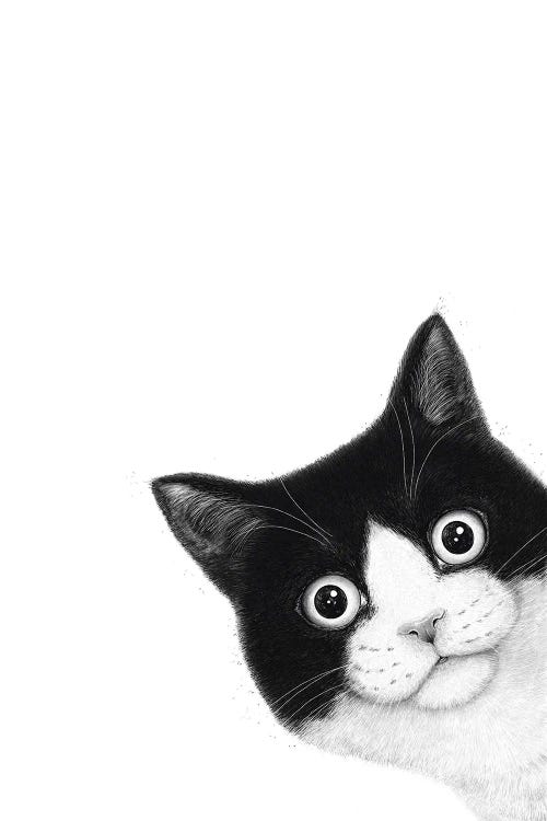 Surprised Black And White Cat by Valeriya Korenkova wall art