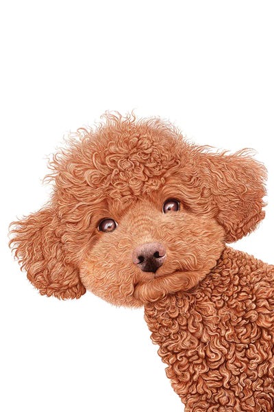 Valeriya Korenkova: Poodle by Valeriya Korenkova