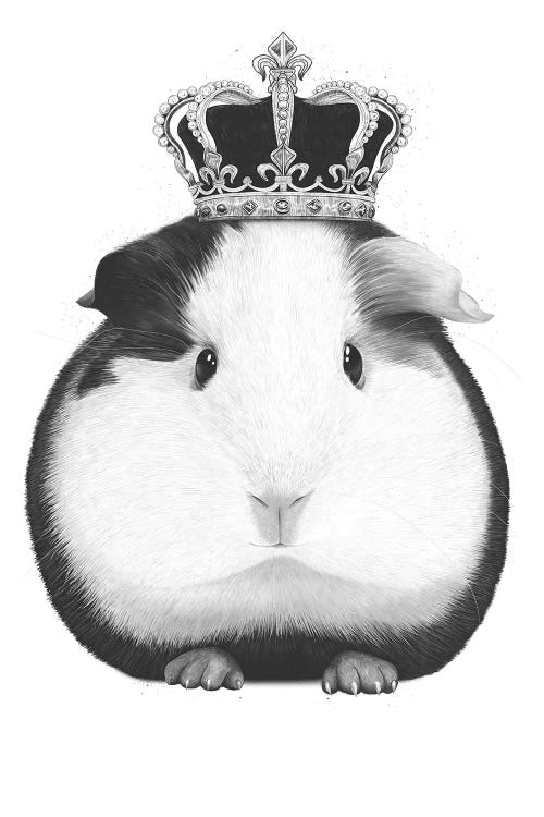 Guinea Pig King