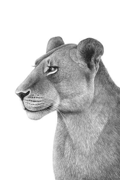 Black & White Drawings & Illustrations: Lioness by Valeriya Korenkova