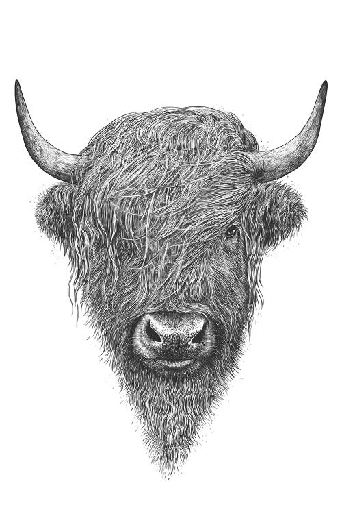 Highland Cow