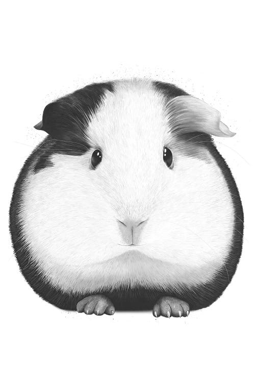 Guinea Pig Boy