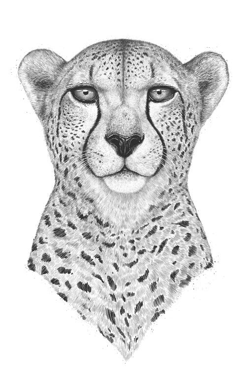 Cheetah