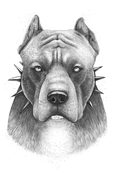 Pit Bulls: Pitbull by Valeriya Korenkova