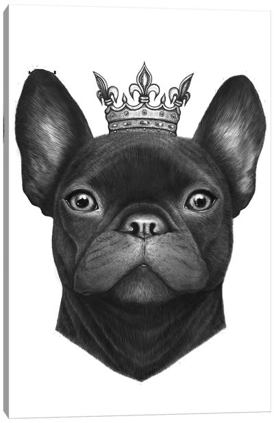 Queen French Bulldog Canvas Art Print - Valeriya Korenkova