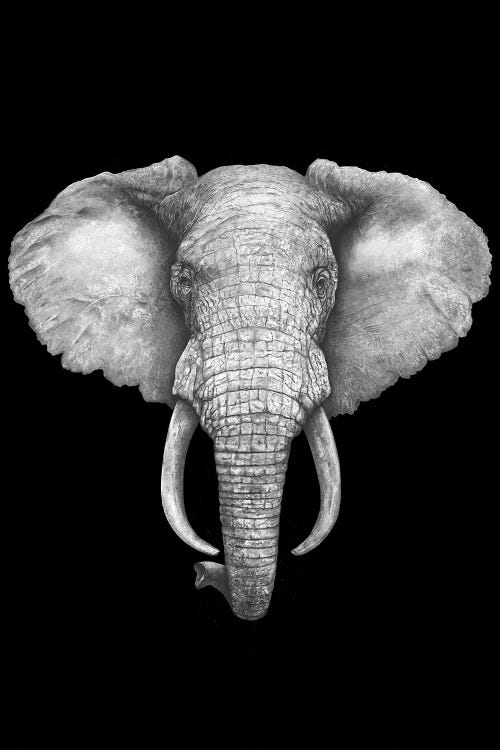 The Elephant On Black by Valeriya Korenkova wall art