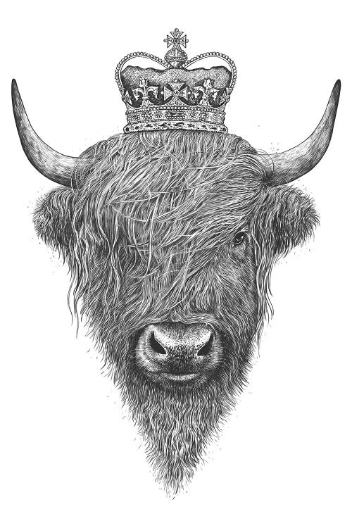 The King Highland Cow