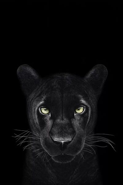 The Panther Girl On Black