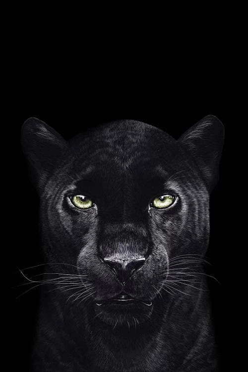 The Panther On Black