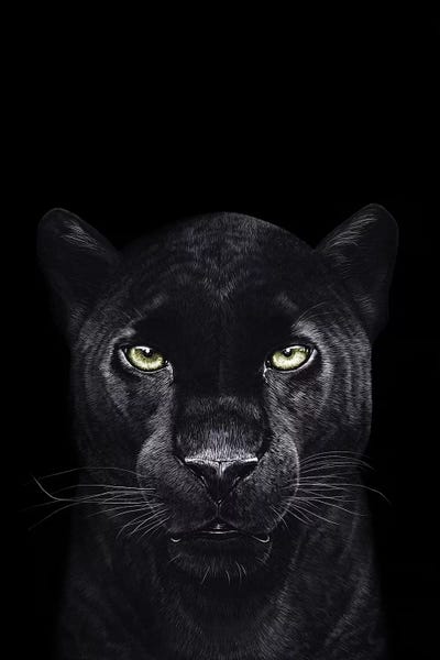 Panthers: The Panther On Black by Valeriya Korenkova