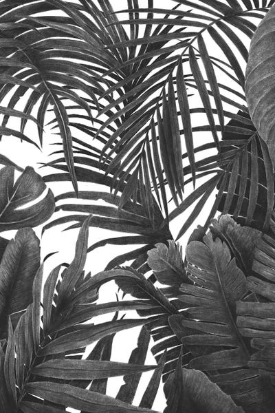 Black & White Drawings & Illustrations: Tropical Jungle by Valeriya Korenkova