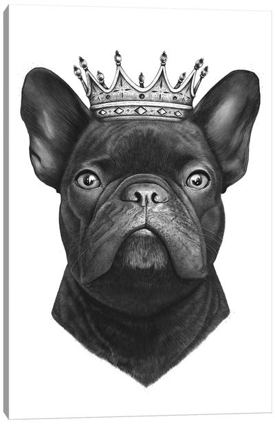King French Bulldog Canvas Art Print - French Bulldog Art