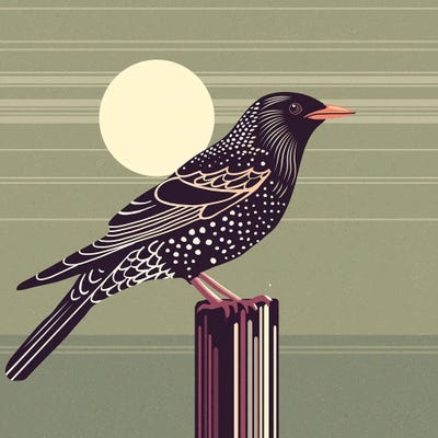 Sparrow by Sterre Verbokkem acrylic art print