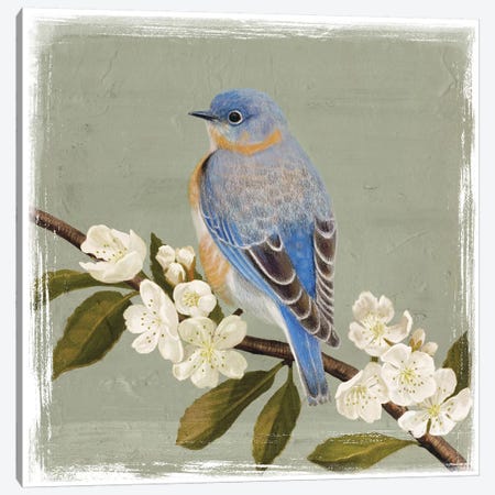 Bluebird Branch II Canvas Print #VBO20} by Victoria Borges Canvas Art Print