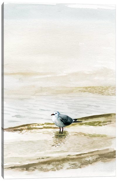 Coastal Gull II Canvas Art Print - Gull & Seagull Art