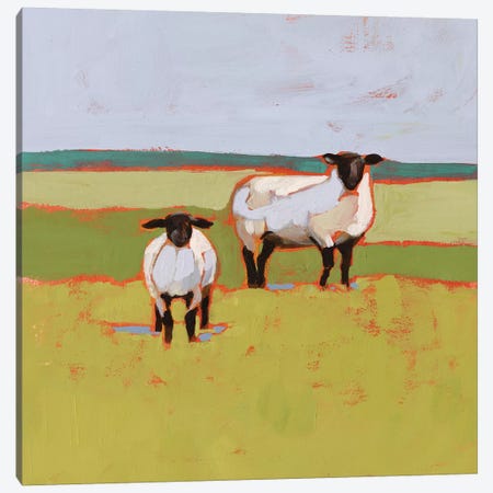 Suffolk Sheep II Canvas Print #VBO800} by Victoria Borges Canvas Print