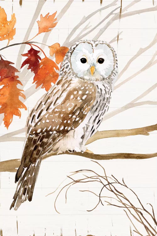 Harvest Owl I