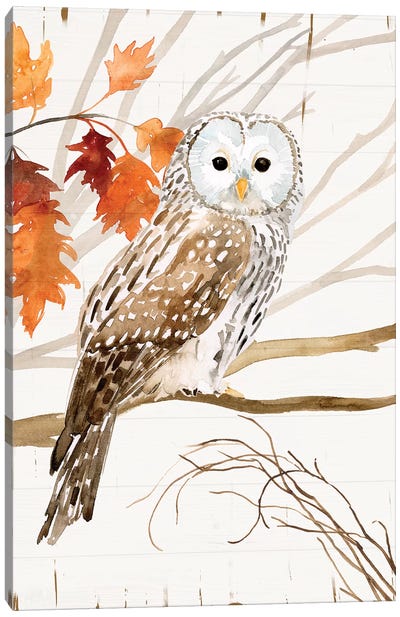 Harvest Owl I Canvas Art Print - Owl Art