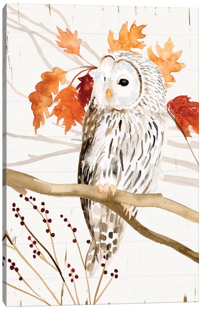 Harvest Owl II Canvas Art Print - Owl Art