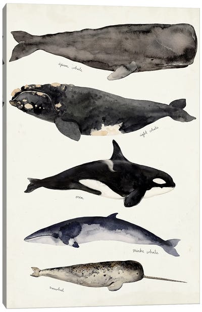 Whale Chart I Canvas Art Print - Whale Art