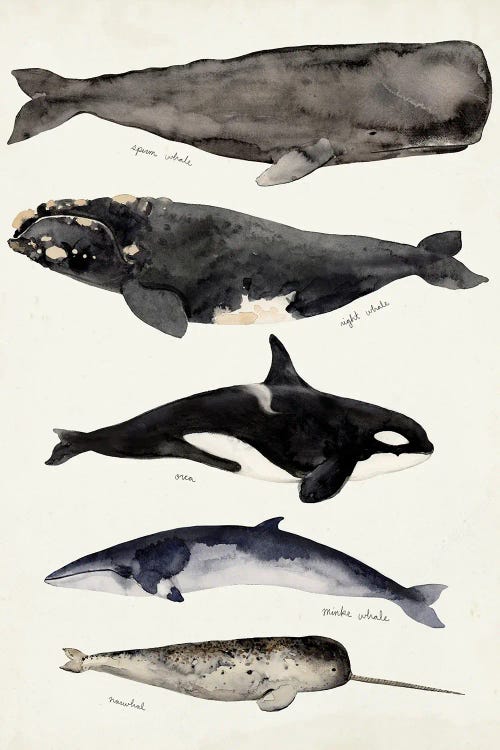 Whale Chart I