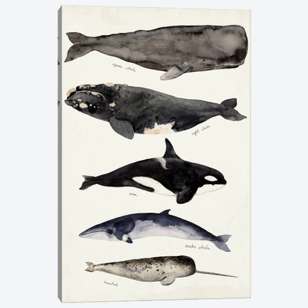 Whale Chart I Canvas Print #VBR139} by Victoria Barnes Canvas Print