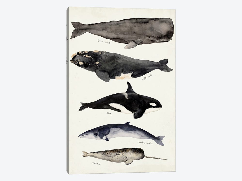 Whale Chart I by Victoria Barnes 1-piece Canvas Print