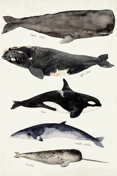 Vintage Animal Illustrations: Whale Chart I by Victoria Barnes