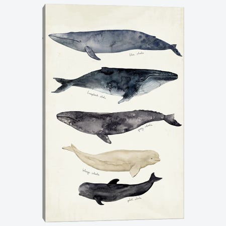Whale Chart II Canvas Print #VBR140} by Victoria Barnes Canvas Art