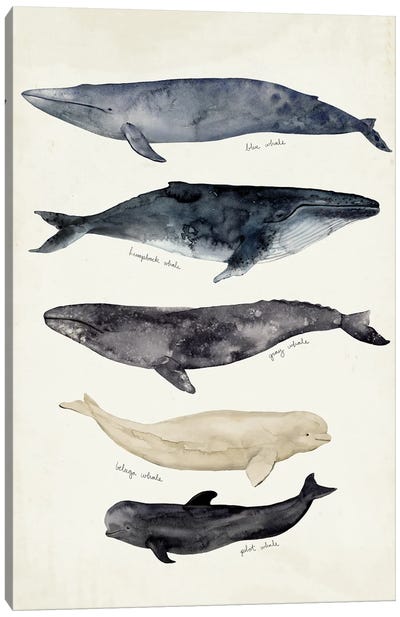 Whale Chart II Canvas Art Print
