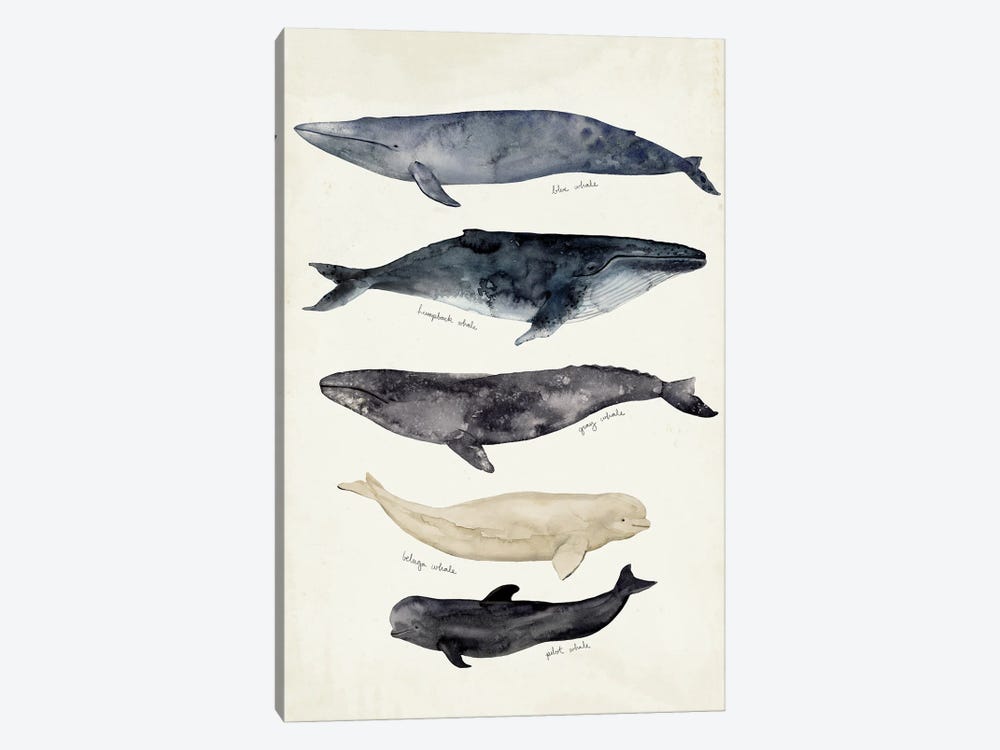 Whale Chart II by Victoria Barnes 1-piece Canvas Art Print