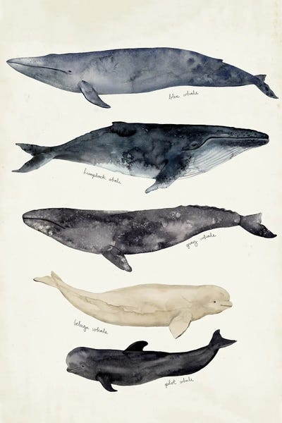 Victoria Barnes: Whale Chart II by Victoria Barnes