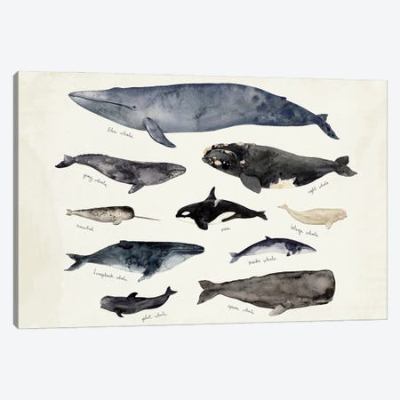 Whale Chart III Canvas Print #VBR141} by Victoria Barnes Canvas Artwork