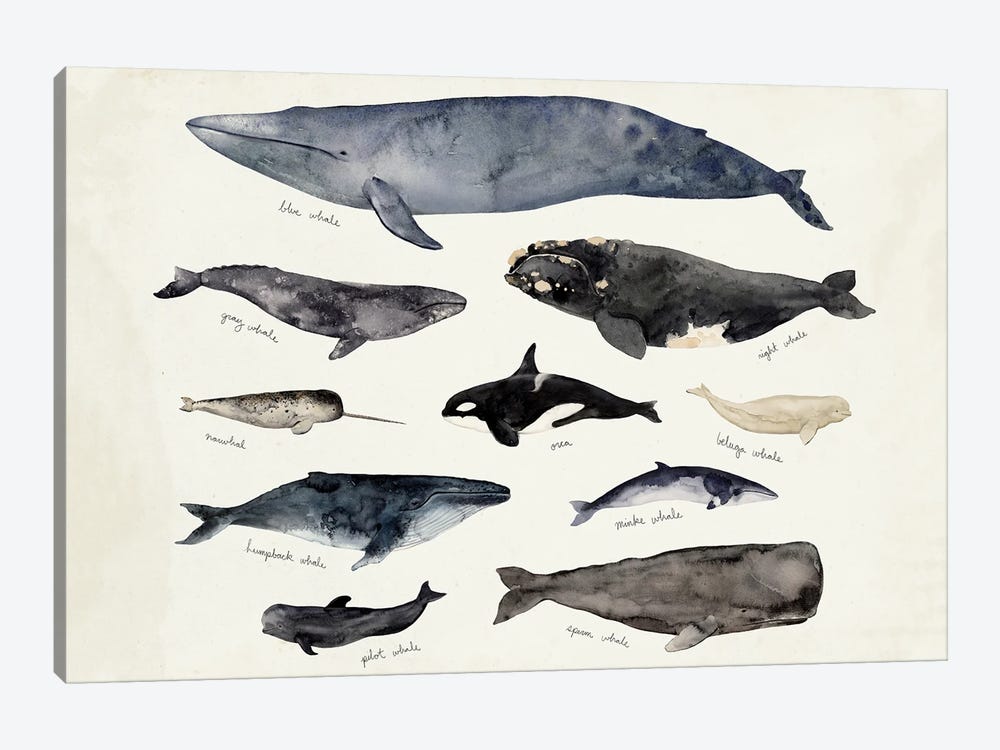 Designed by Victoria Barnes White Framed Wall Art 24 x 30 Stupell Industries Vintage Watercolor Whale Chart Large Aquatic Animals