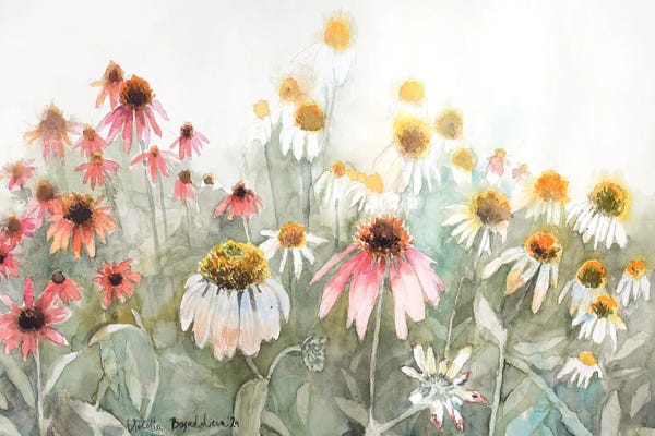 White And Pink Echinacea Flower Field