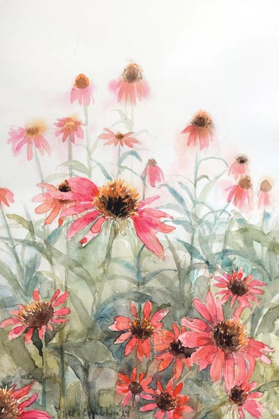 Pink Echinacea Flower Field